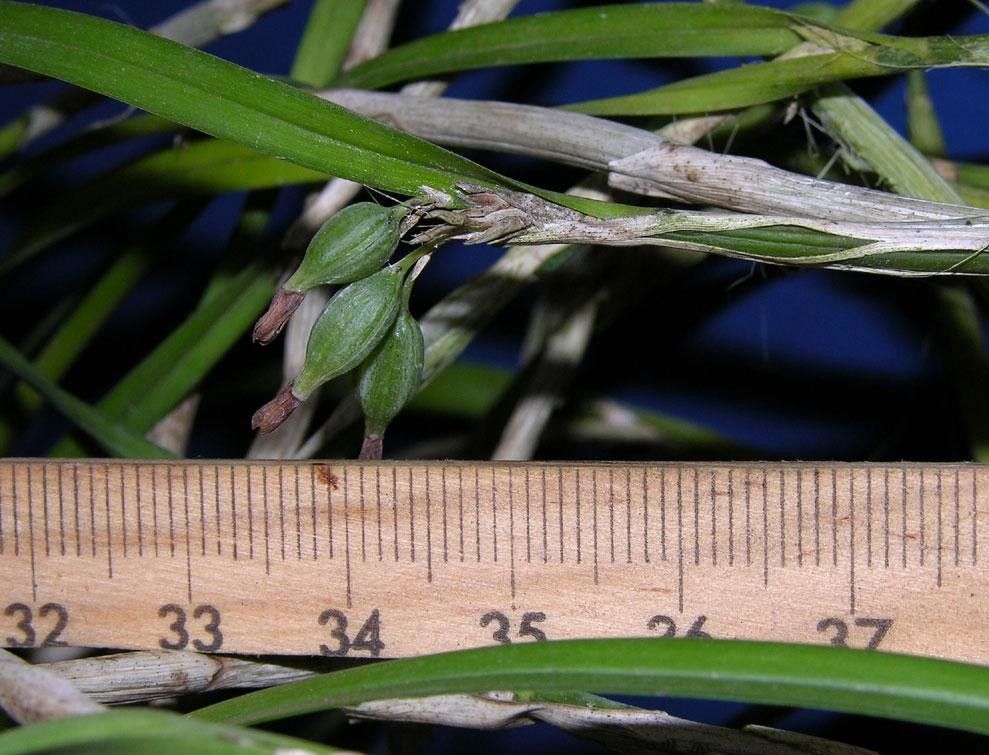 Scaphyglottis behrii bark