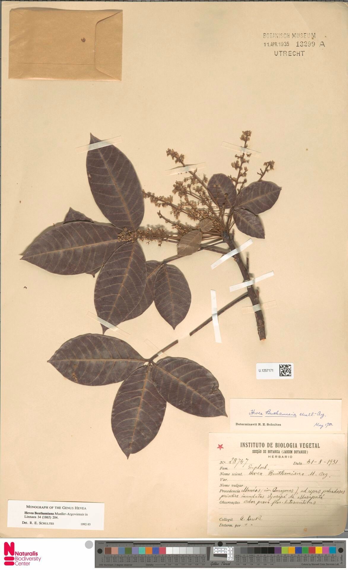 Hevea benthamiana — related species from the same genus