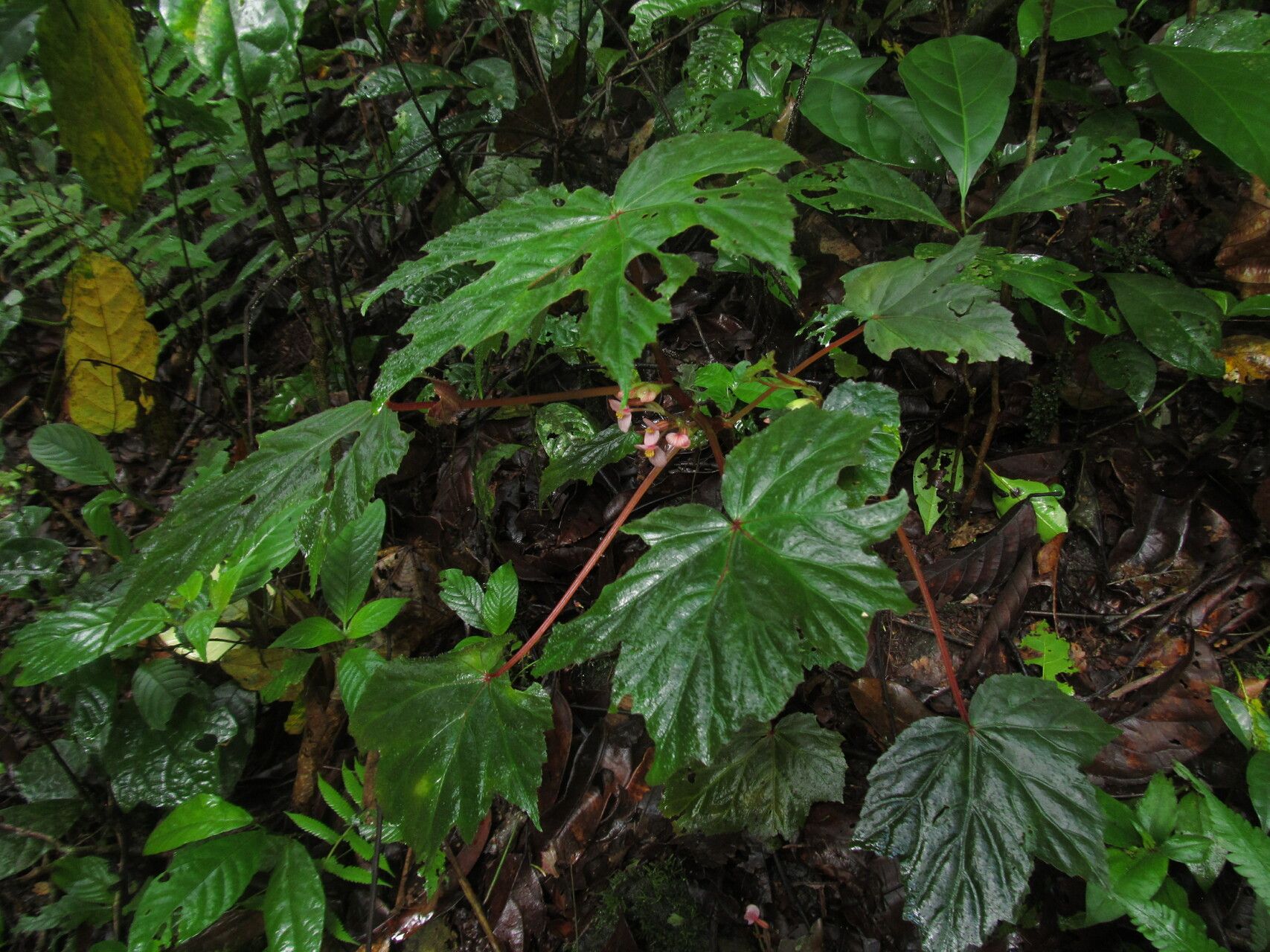 Begonia oxyloba — houseplant care guide