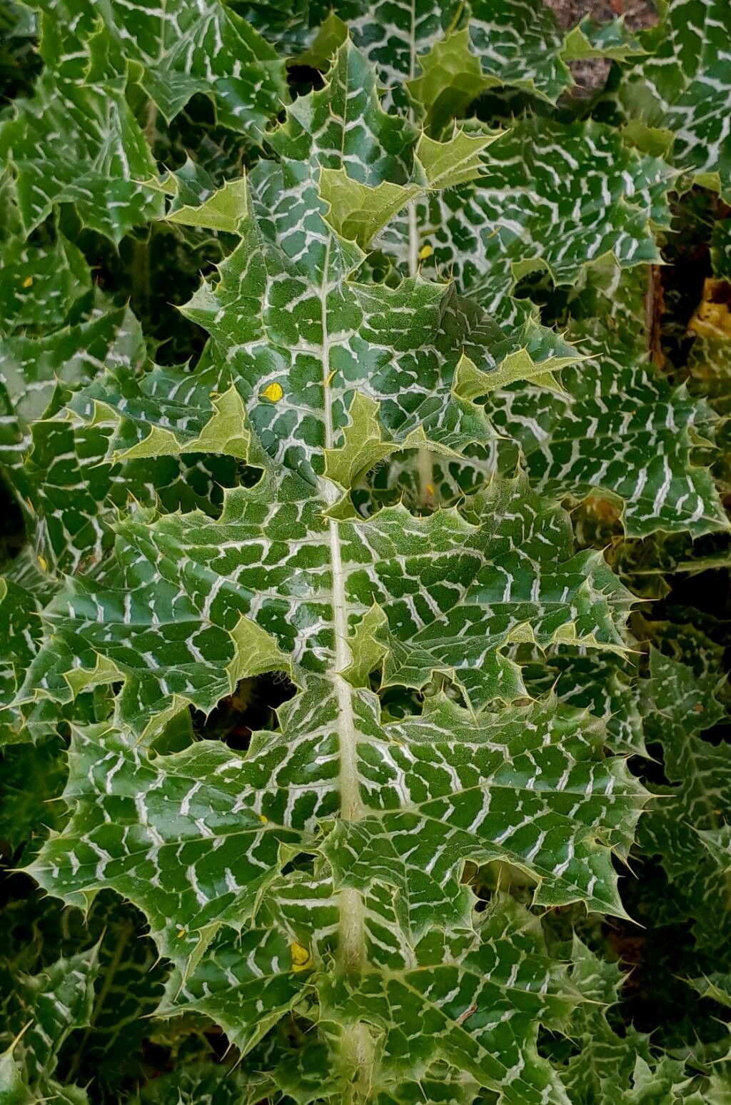 Silybum eburneum leaf