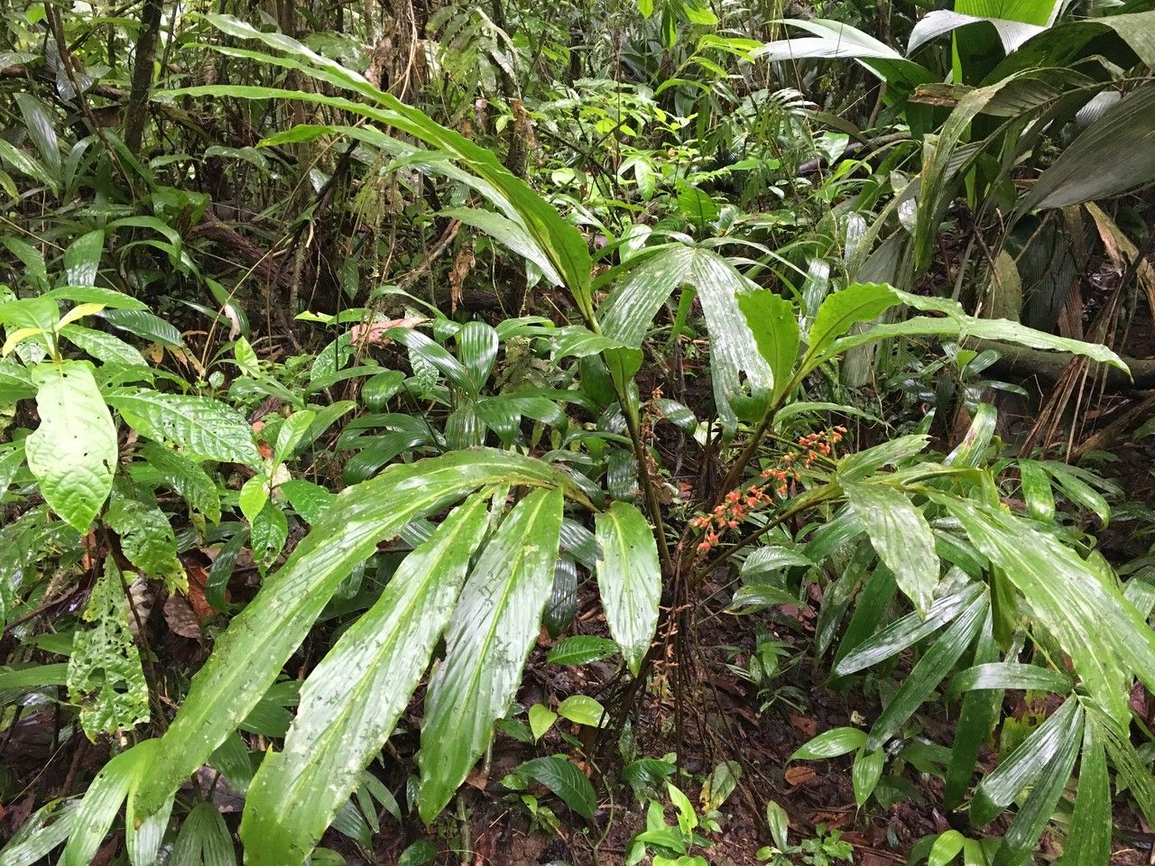 Renealmia concinna habit