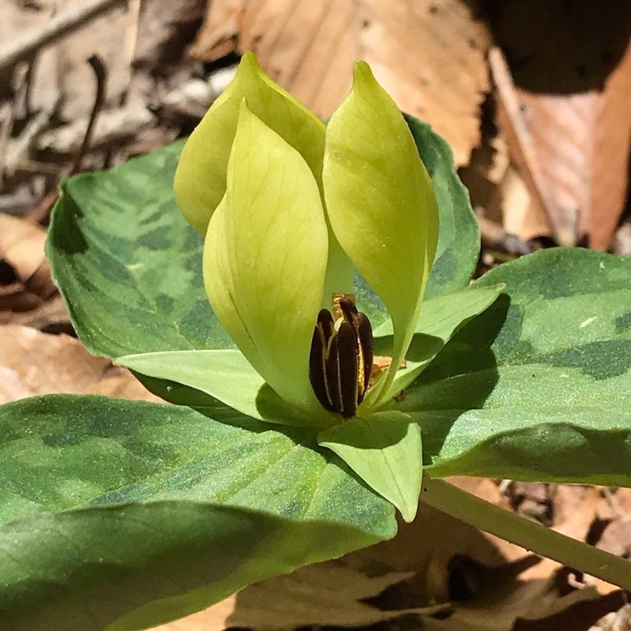 Trillium discolor flower