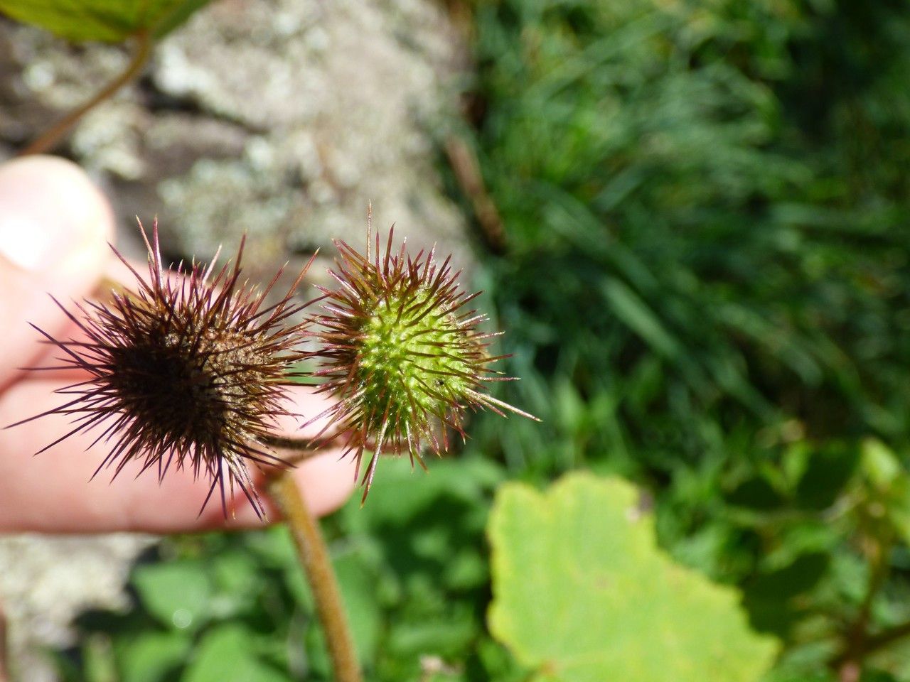 Sparrmannia ricinocarpa fruit