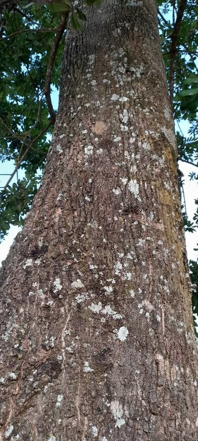 Cupania vernalis bark