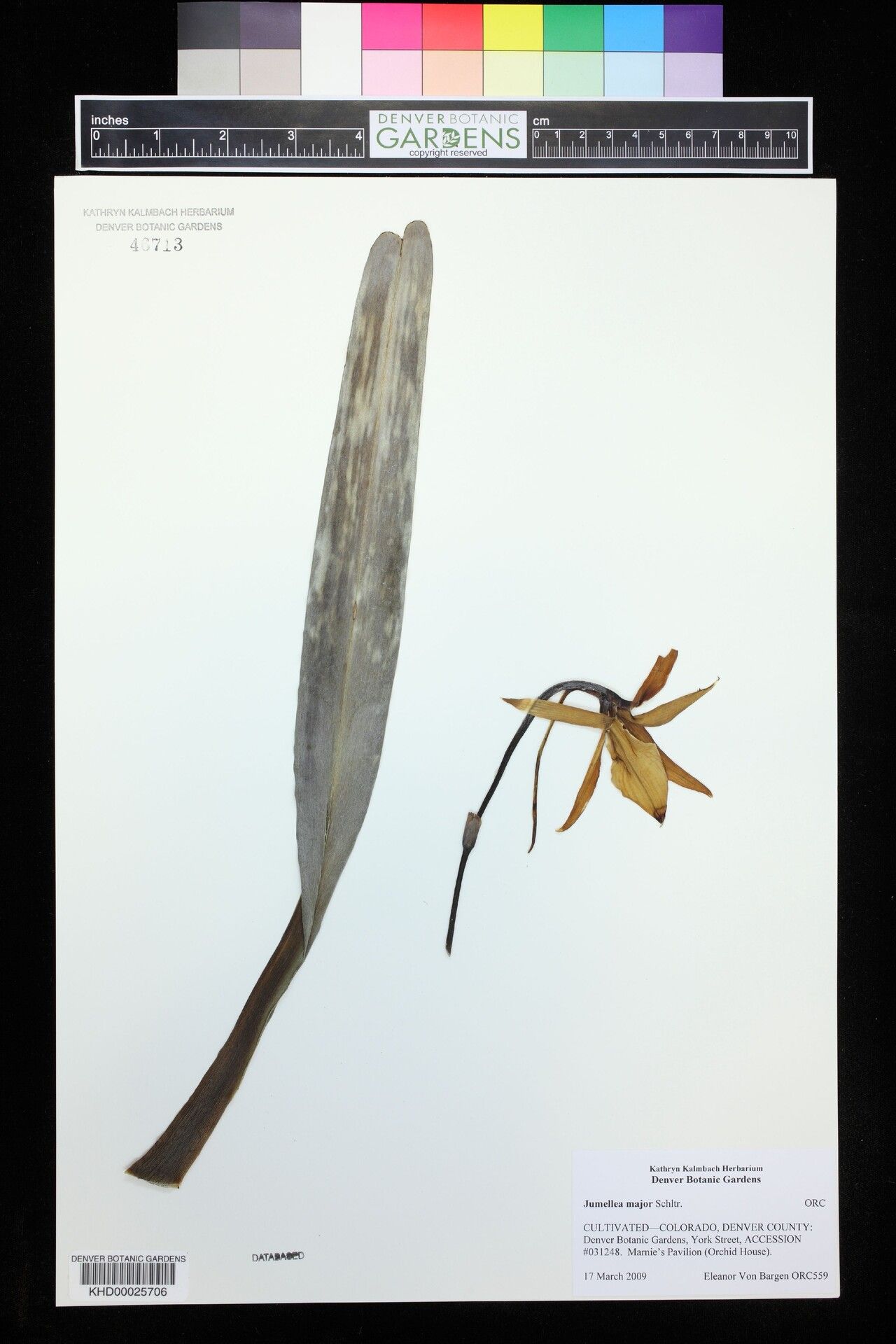 Jumellea major — houseplant care guide