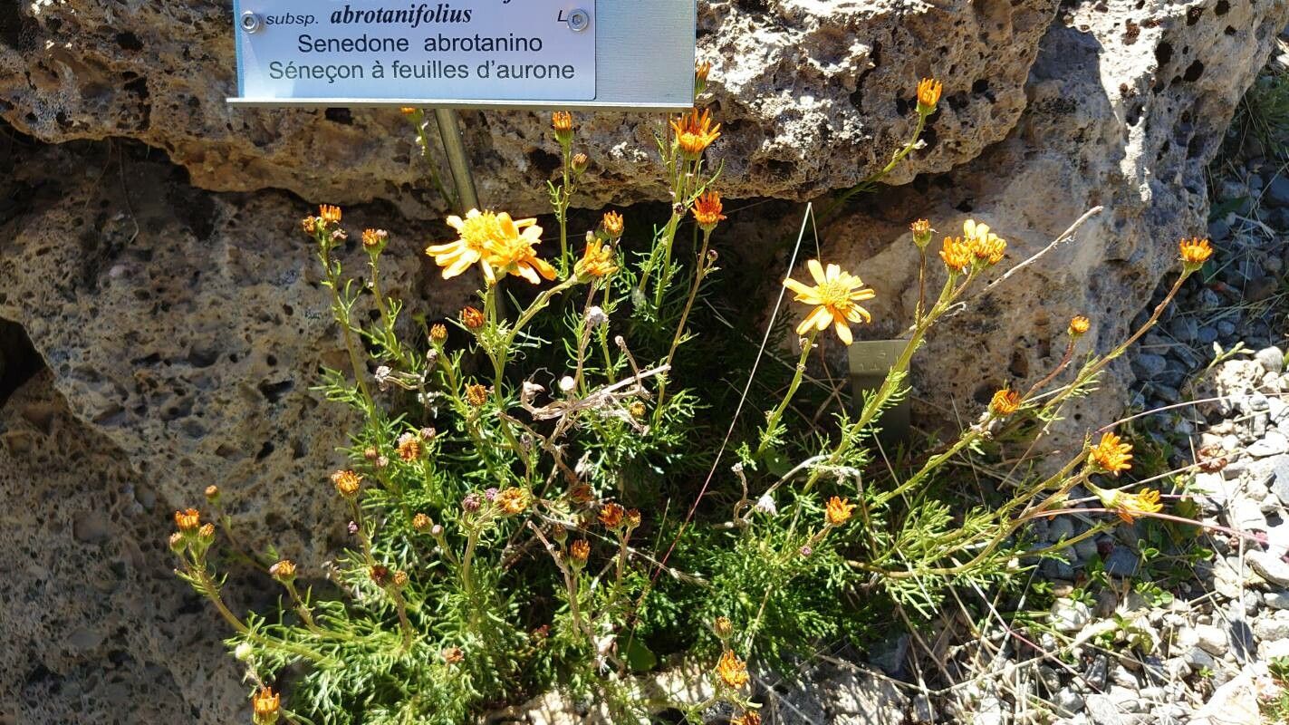 Jacobaea abrotanifolia habit