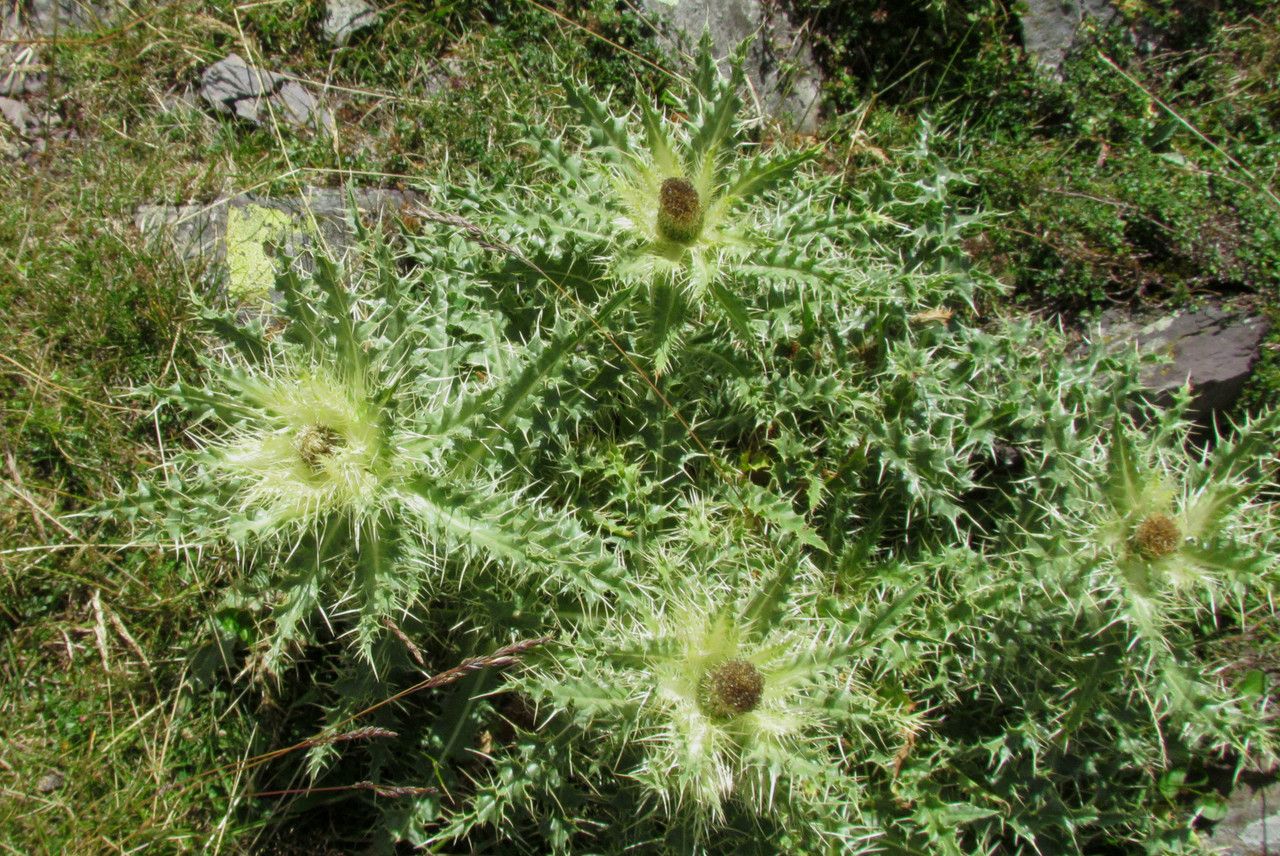 Cirsium glabrum habit