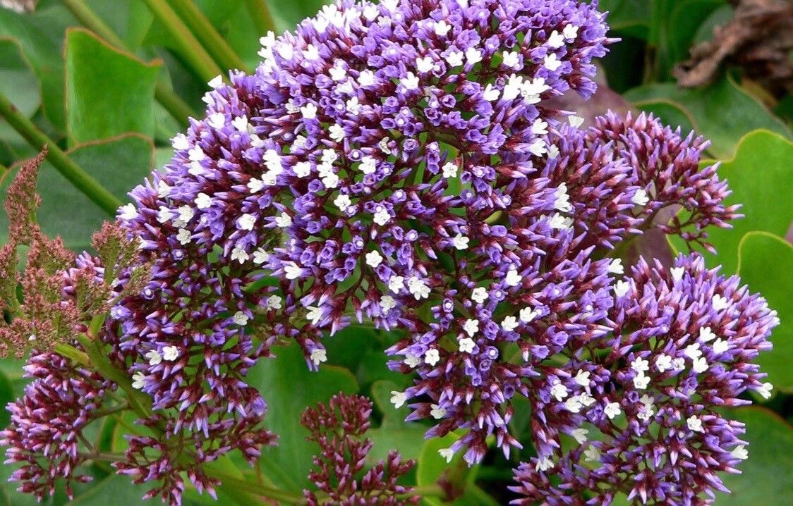 Limonium perezii flower