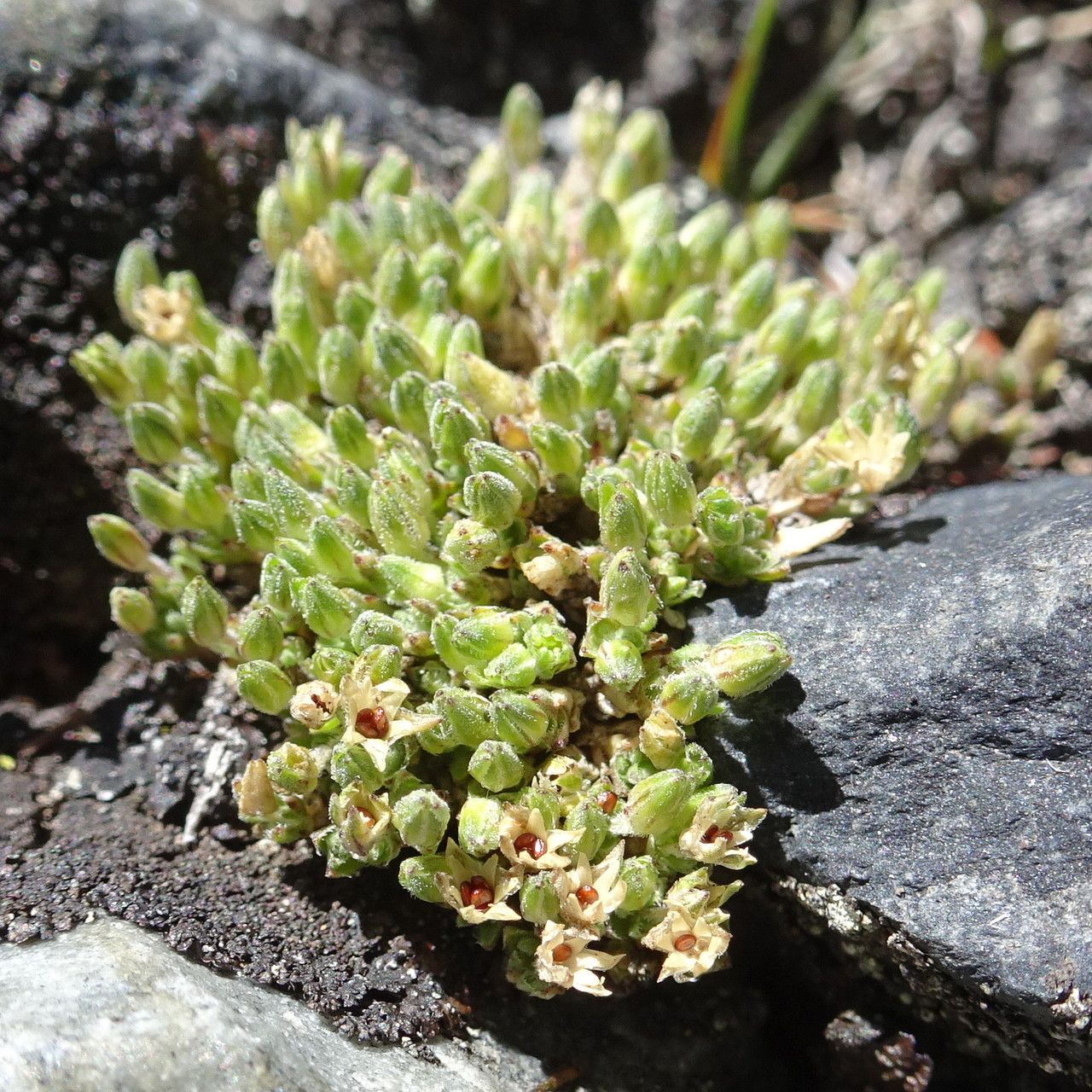 Arenaria boliviana habit