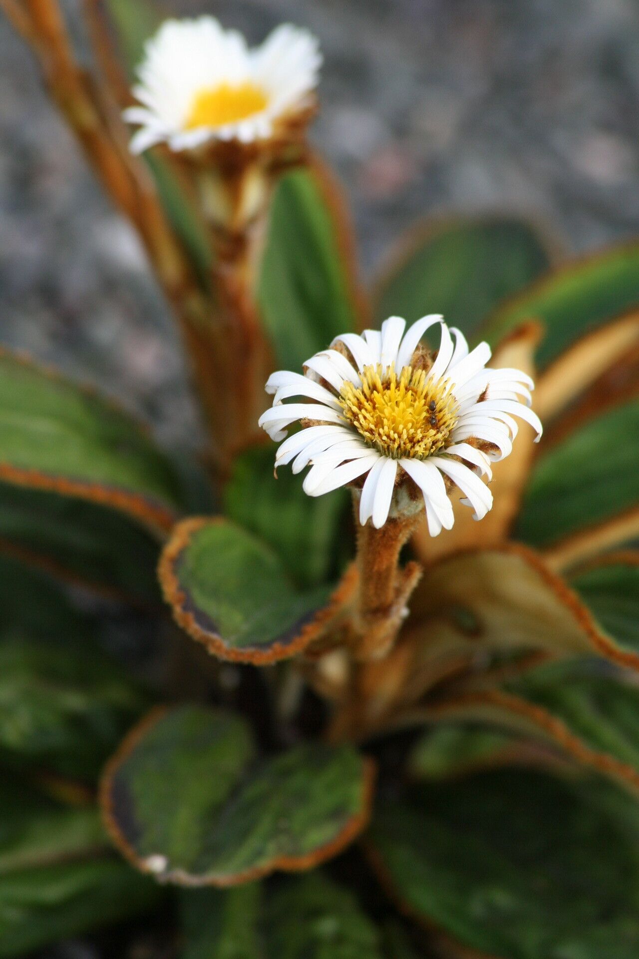 Celmisia traversii — houseplant care guide