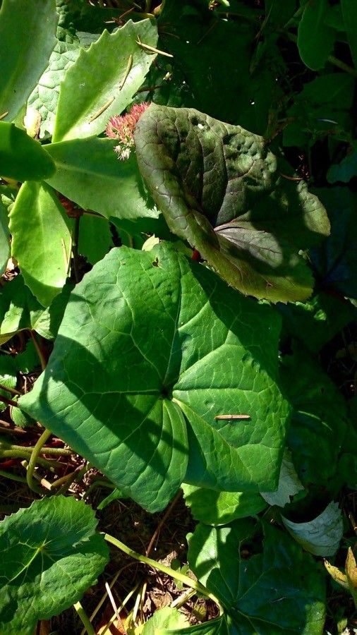 Ligularia dentata leaf