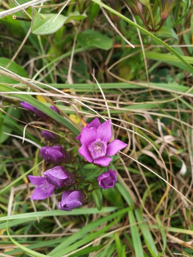 Gentianella campestris flower