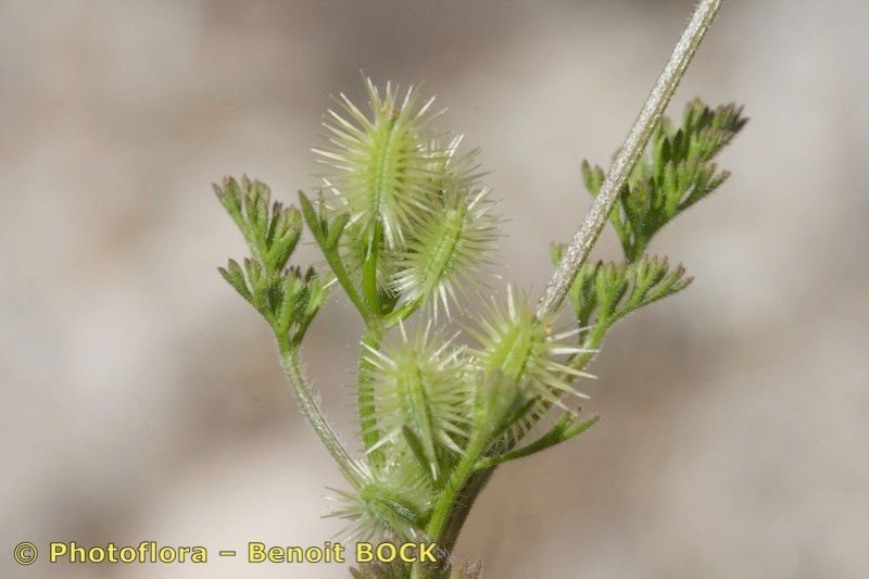 Daucus durieua fruit