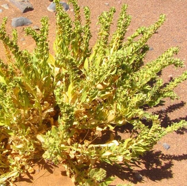 Hyoscyamus muticus — search result for 'Hyoscyamus'