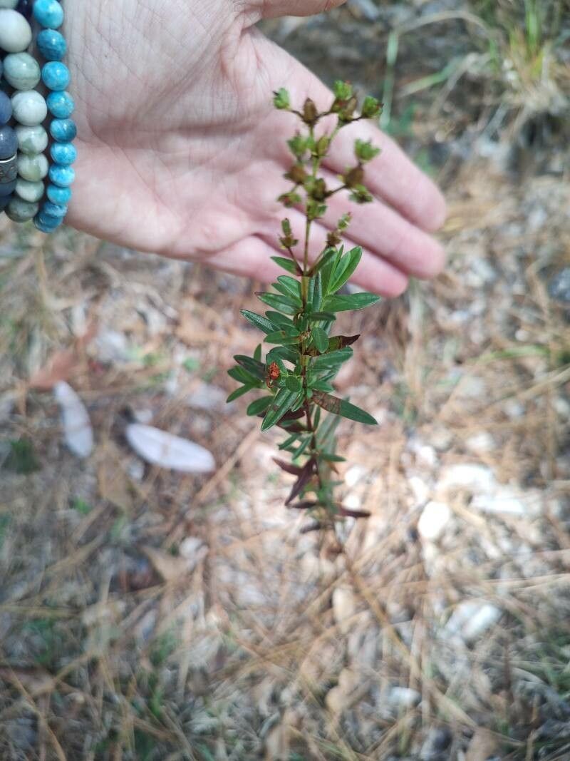 Hypericum cistifolium flower