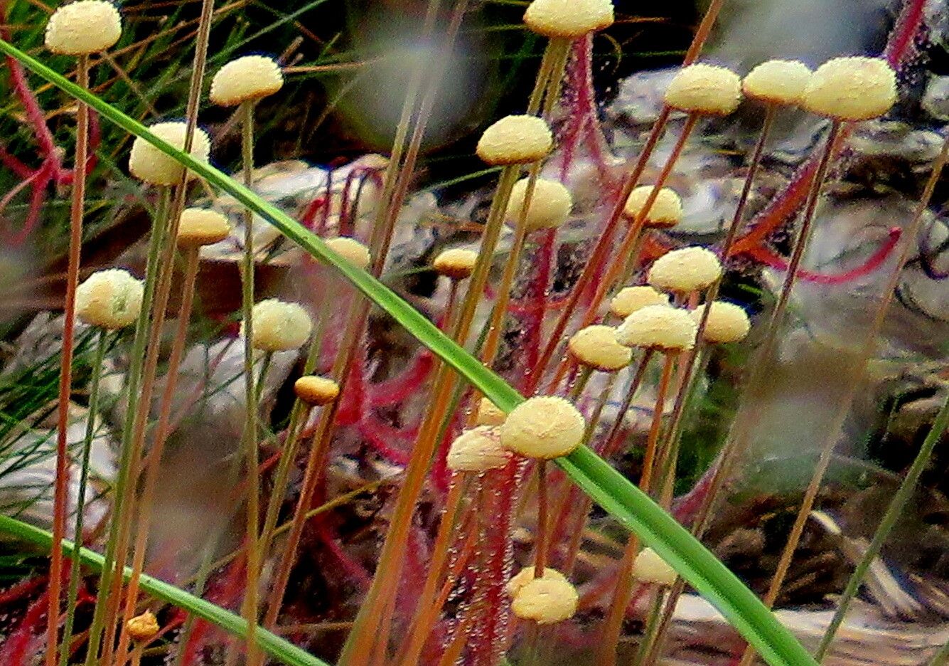 Paepalanthus tortilis — houseplant care guide