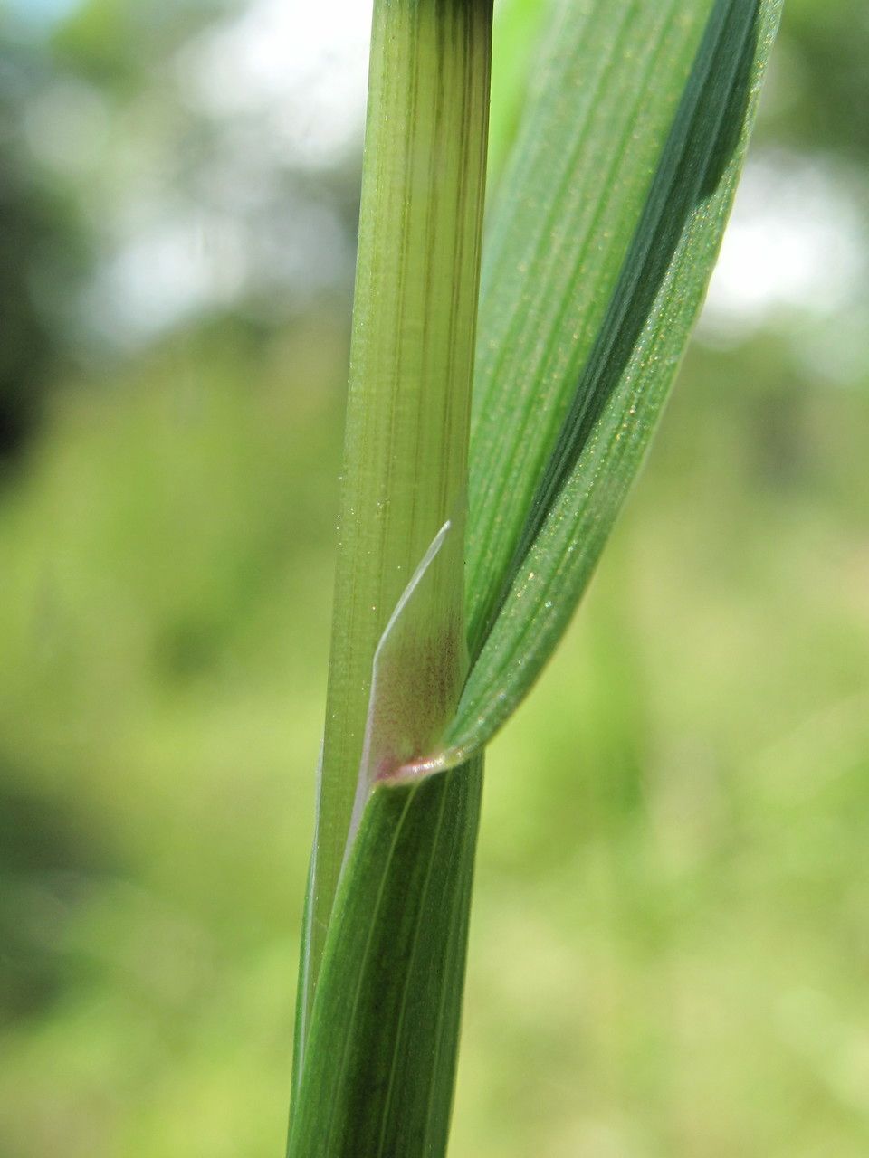 Catabrosa aquatica bark