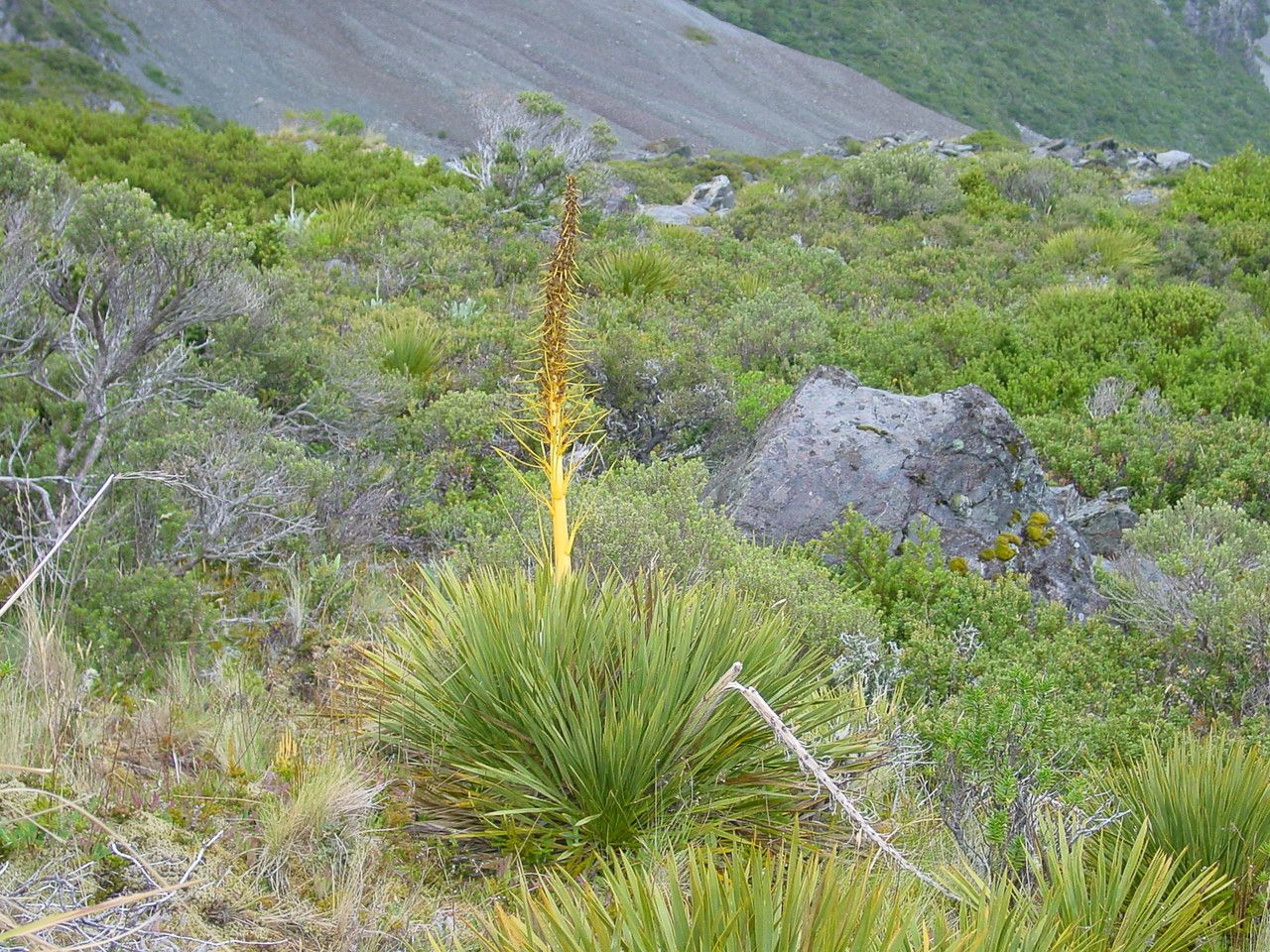Aciphylla aurea habit