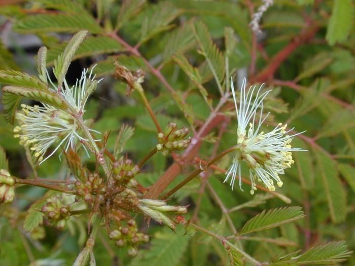 Desmanthus pernambucanus flower