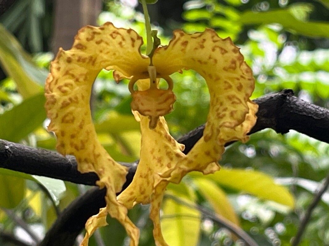 Monodora crispata flower