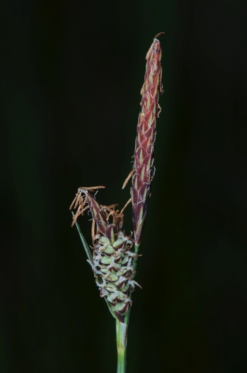 Carex tomentosa flower