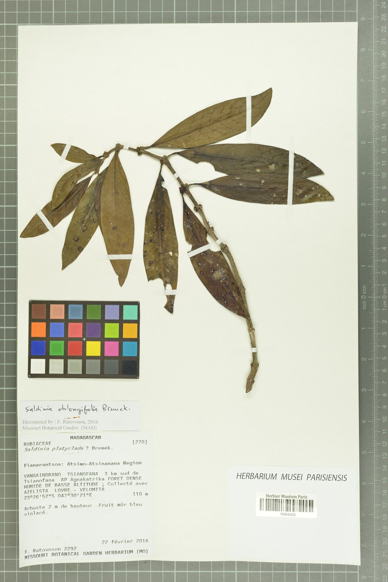 Saldinia oblongifolia — houseplant care guide