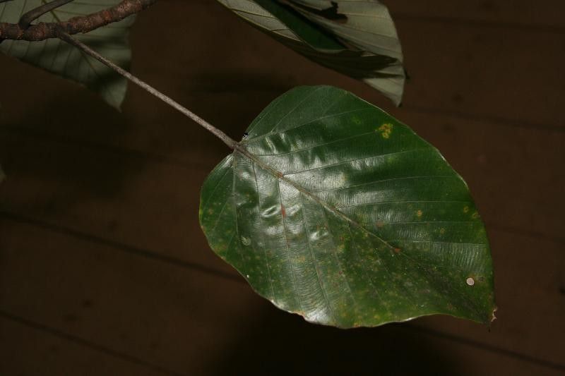 Pourouma melinonii leaf