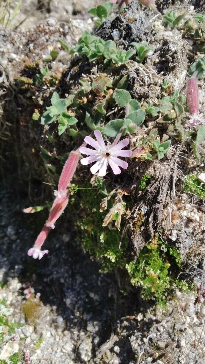 Silene foetida flower