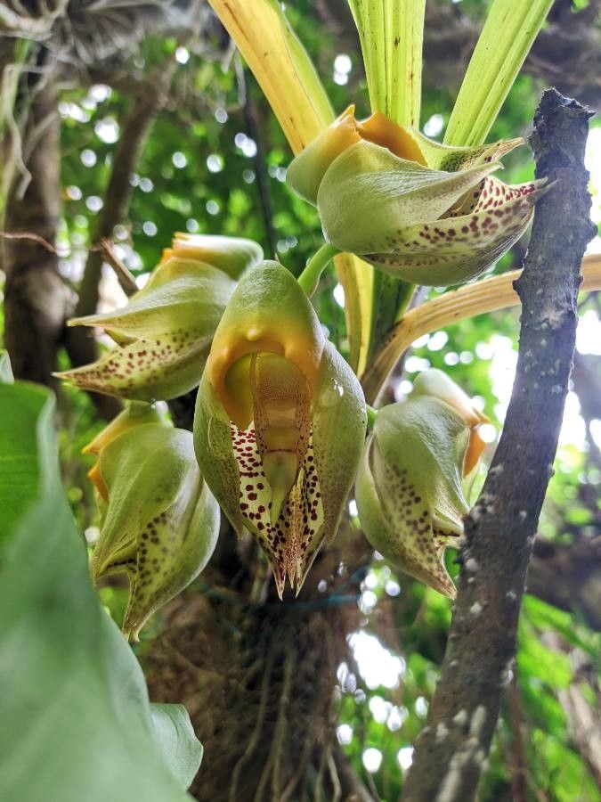 Catasetum macrocarpum flower