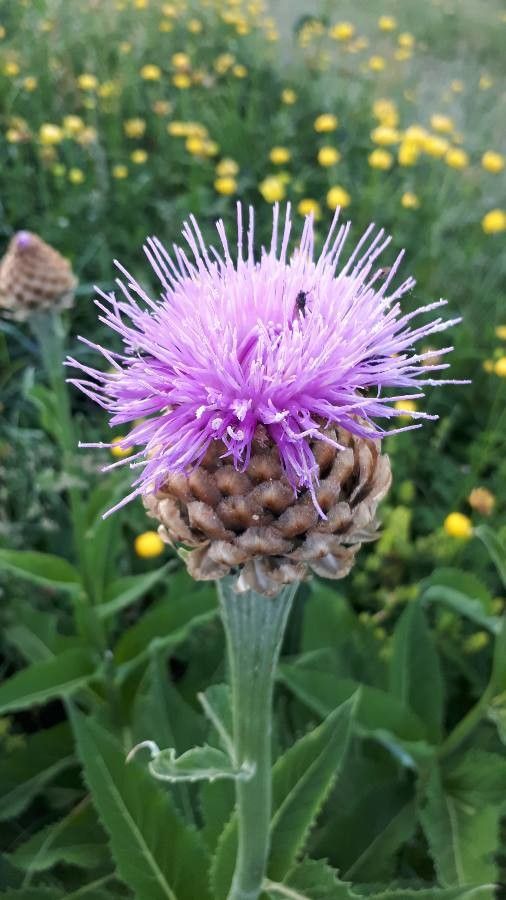 Rhaponticum scariosum flower
