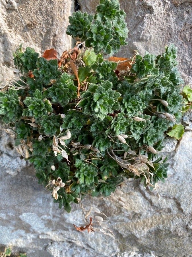 Draba dubia leaf
