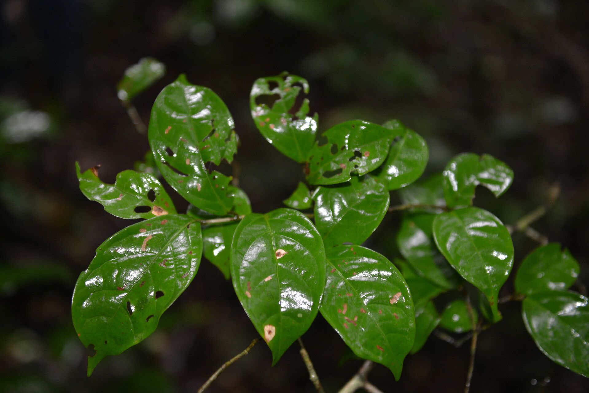 Coccoloba liportizii flower