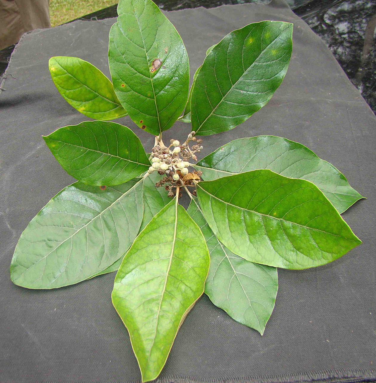 Argophyllum laxum habit