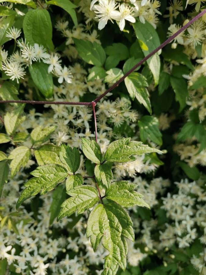 Clematis apiifolia bark