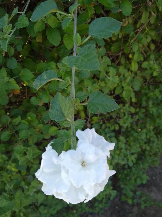 Cordia parvifolia flower