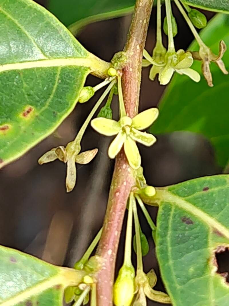 Glochidion ellipticum flower
