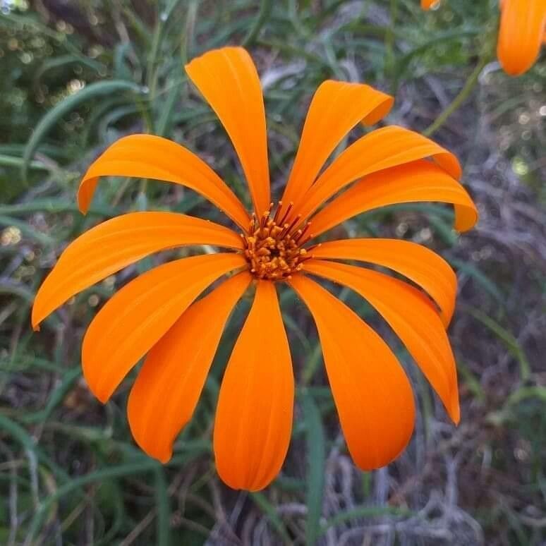 Mutisia decurrens — related species from the same genus