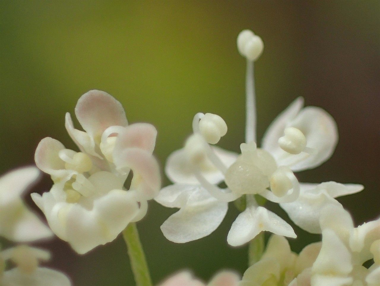 Peucedanum ostruthium flower