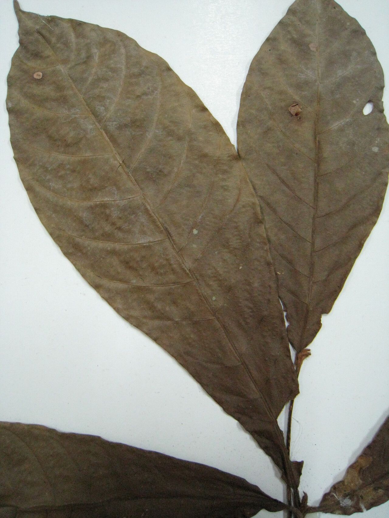 Chrysophyllum cuneifolium other