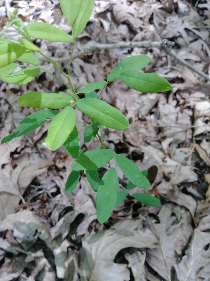 Polygala cornuta — search result for 'Polygala'