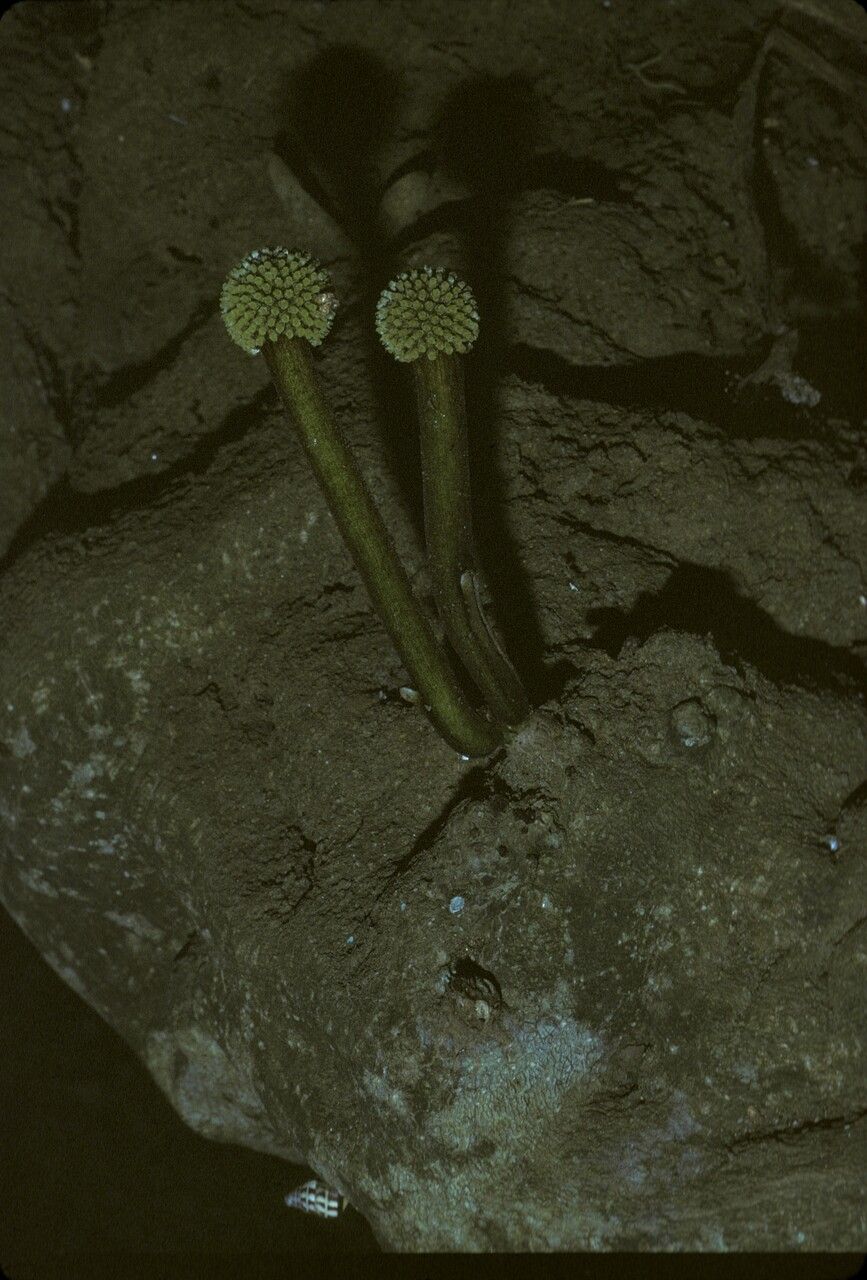 Hoya bandaensis — search result for 'Hoya'