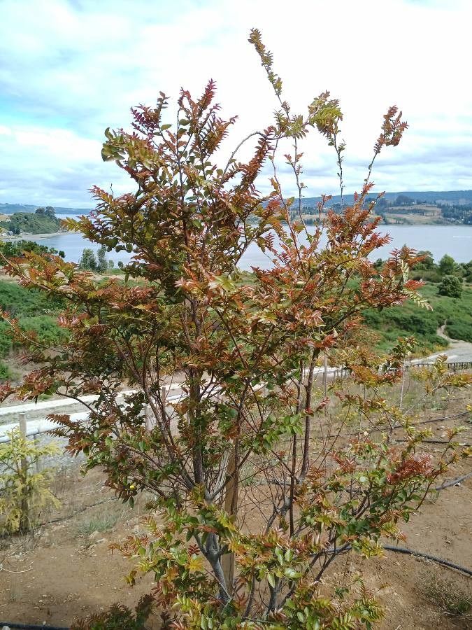 Nothofagus nitida leaf