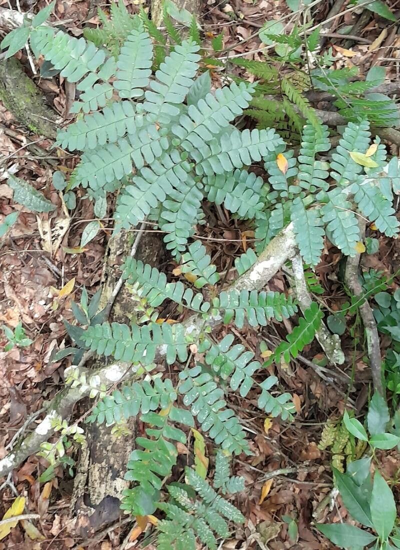 Didymochlaena truncatula habit