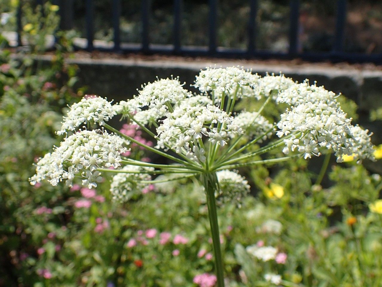 Peucedanum austriacum flower