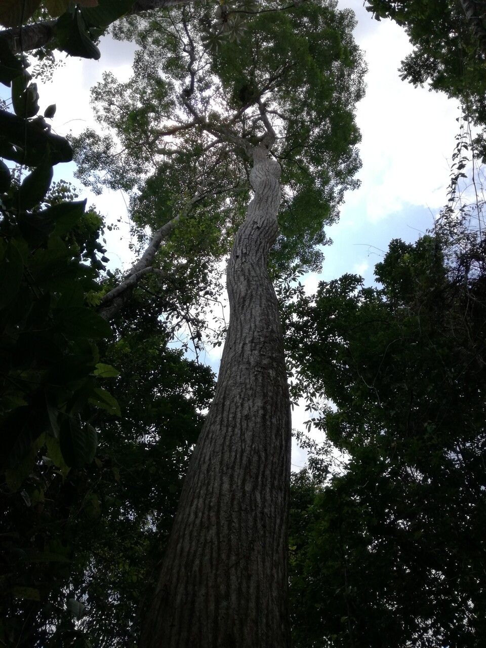 Handroanthus guayacan bark