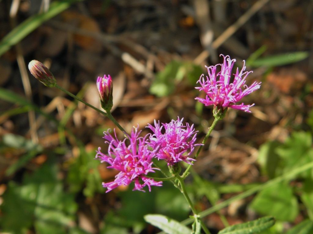 Vernonia blodgettii — search result for 'Bahamas'