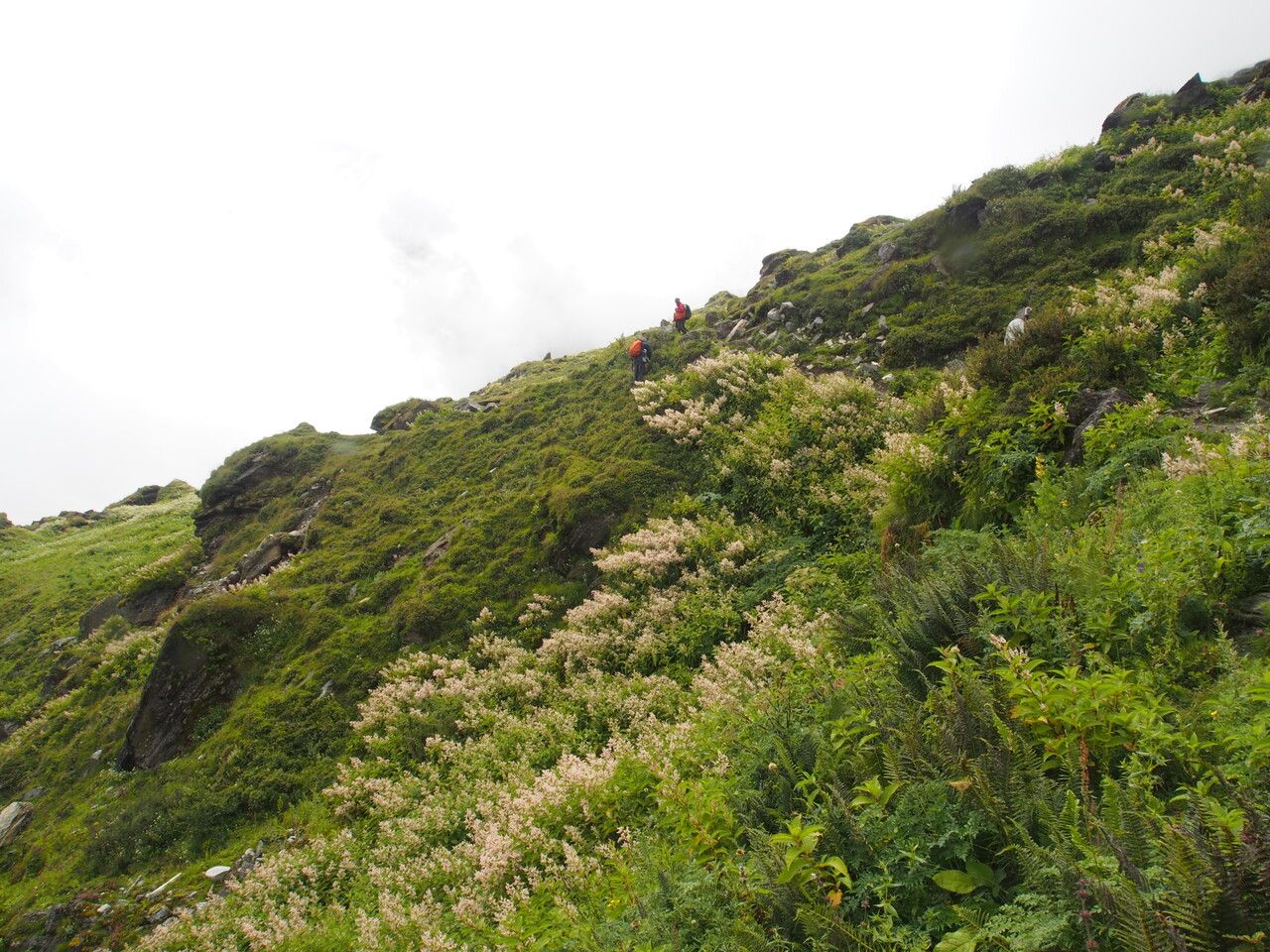 Pedicularis anserantha habit