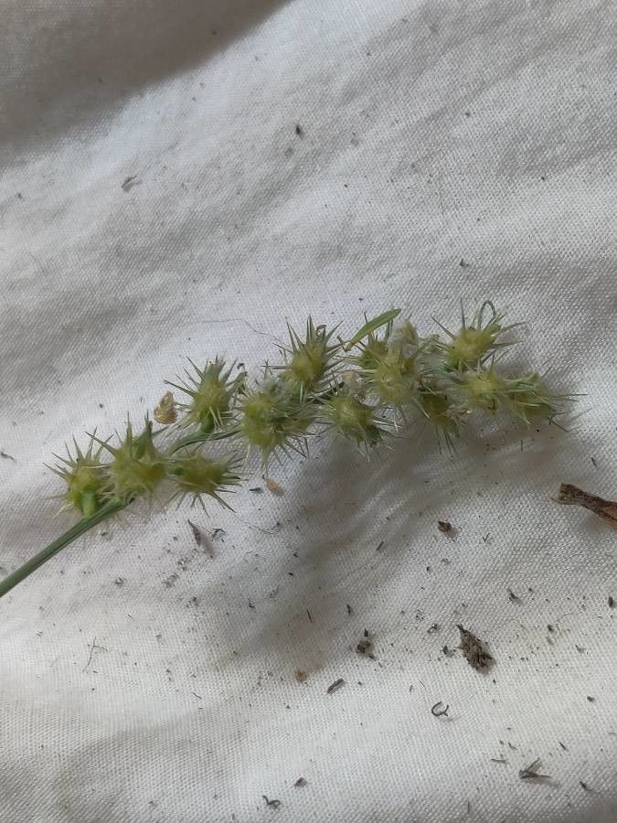Cenchrus longispinus fruit