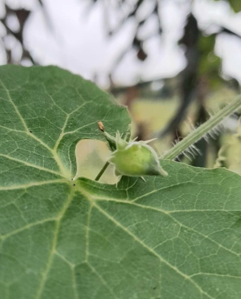 Sicyos malvifolius fruit