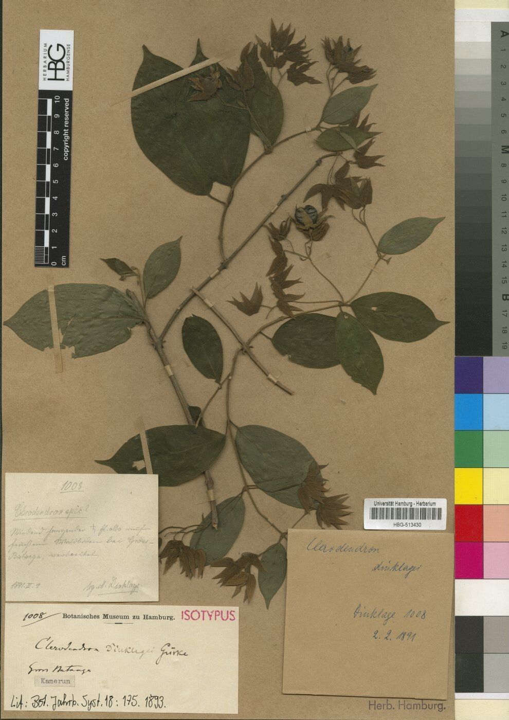 Clerodendrum dinklagei — houseplant care guide